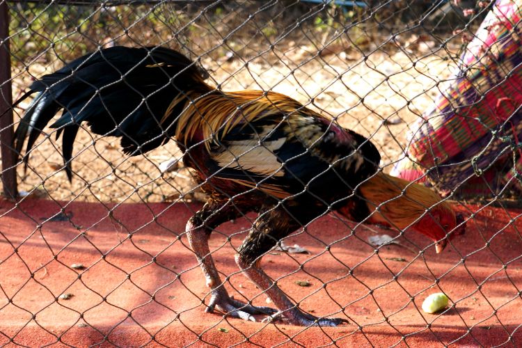 Chế độ ăn cho gà chọi C1