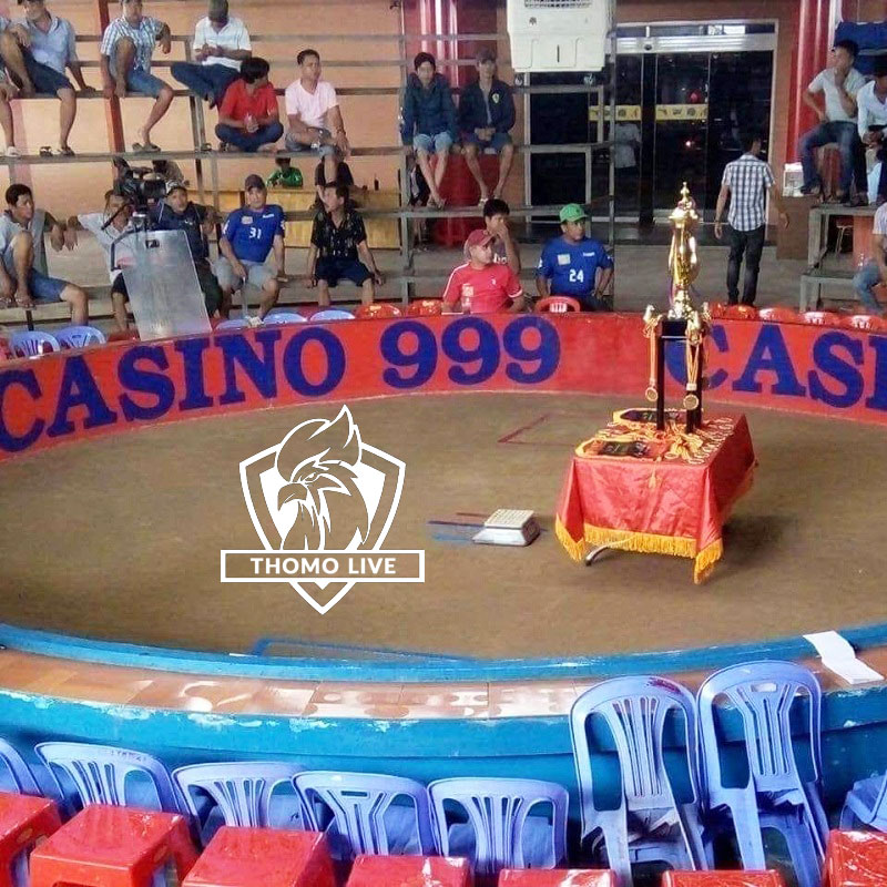 bồ đá gà thomohomnay casino999