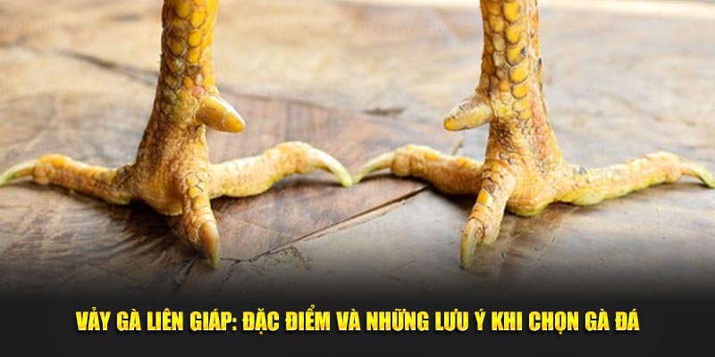 Các Loại Vảy Liên Giáp Thường Gặp Ở Chiến Kê