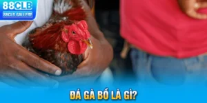 Đá gà bồ – Khi truyền thống bước vào thời đại công nghệ