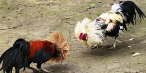 Tìm Hiểu Về Đá Gà Tre - Bộ Môn Mang Tinh Thần Dân Dã