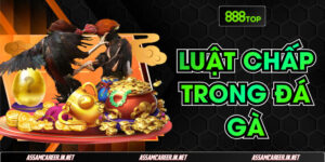 Phân tích chi tiết luật chấp đá gà chuẩn chuyên gia